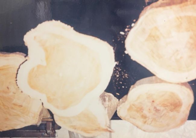 台灣木業百年紀實：從檜木傳奇到現代居家美學